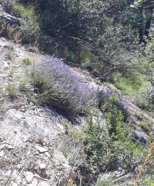 La lavanda